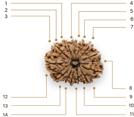 Rudraksha Image