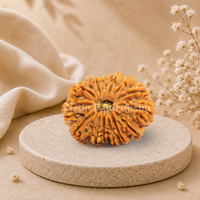 14 Mukhi (Super Collector) Rudraksha