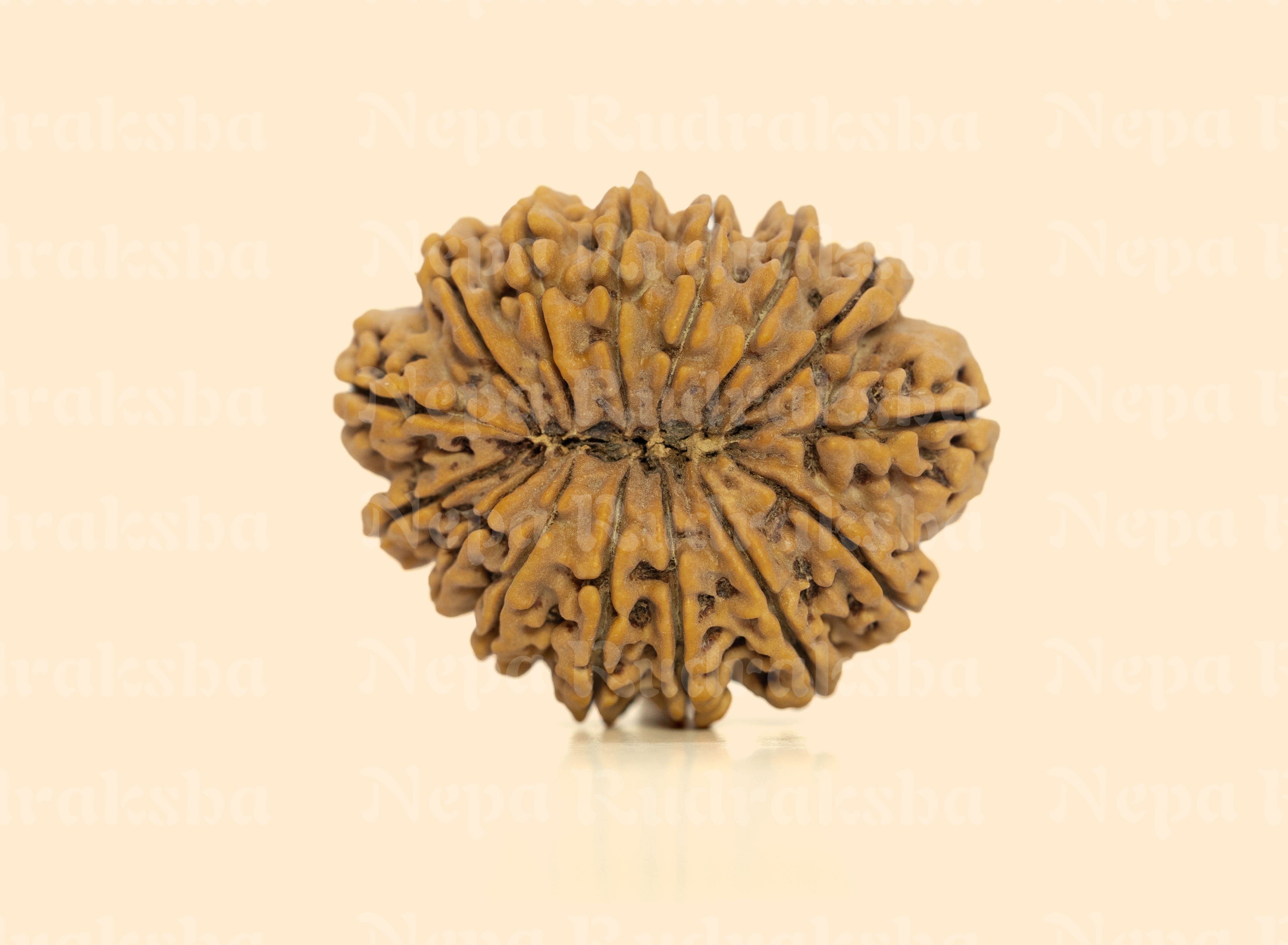 15 Mukhi (Super Collector) Rudraksha
