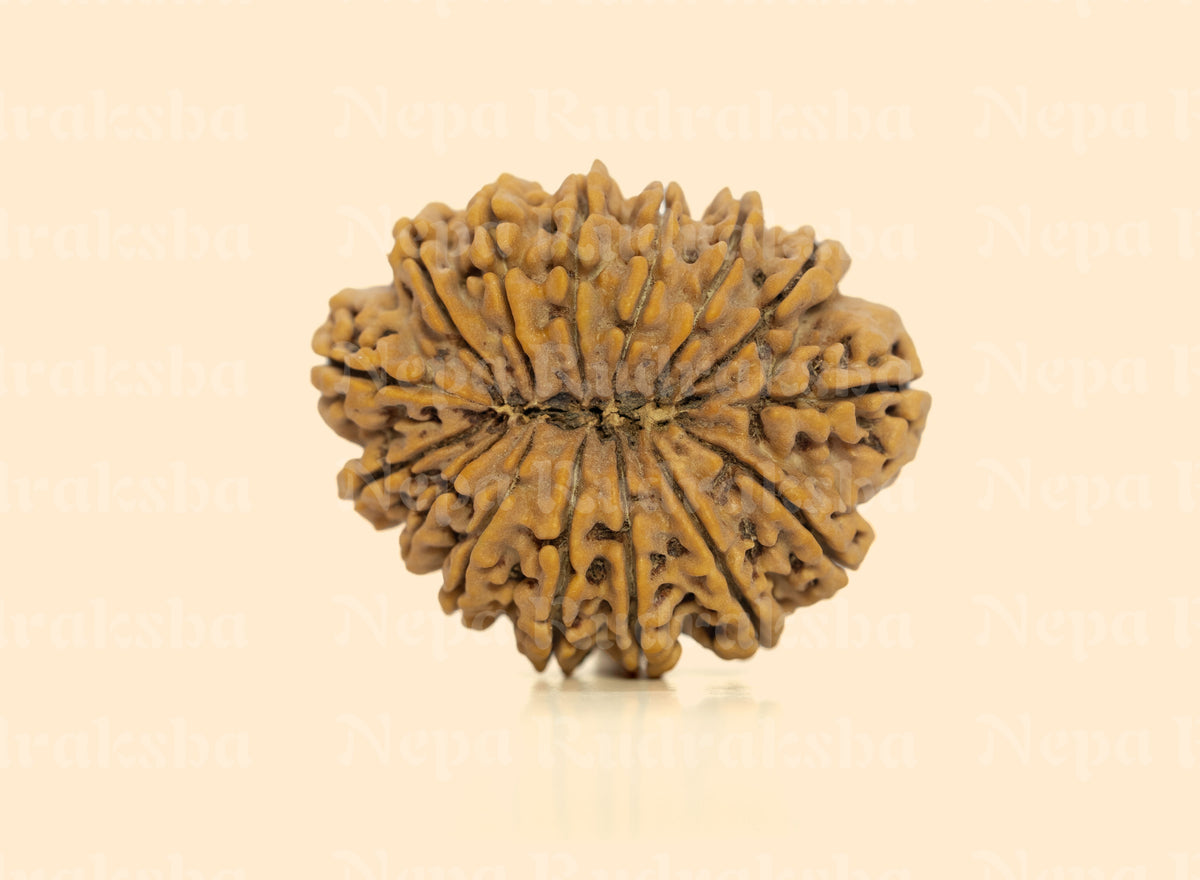 15 Mukhi (Super Collector) Rudraksha