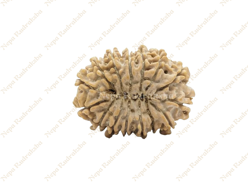 15 Mukhi Collector Rudraksha Back View