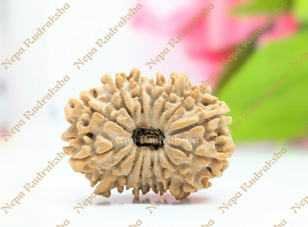 15 Mukhi Collector Rudraksha