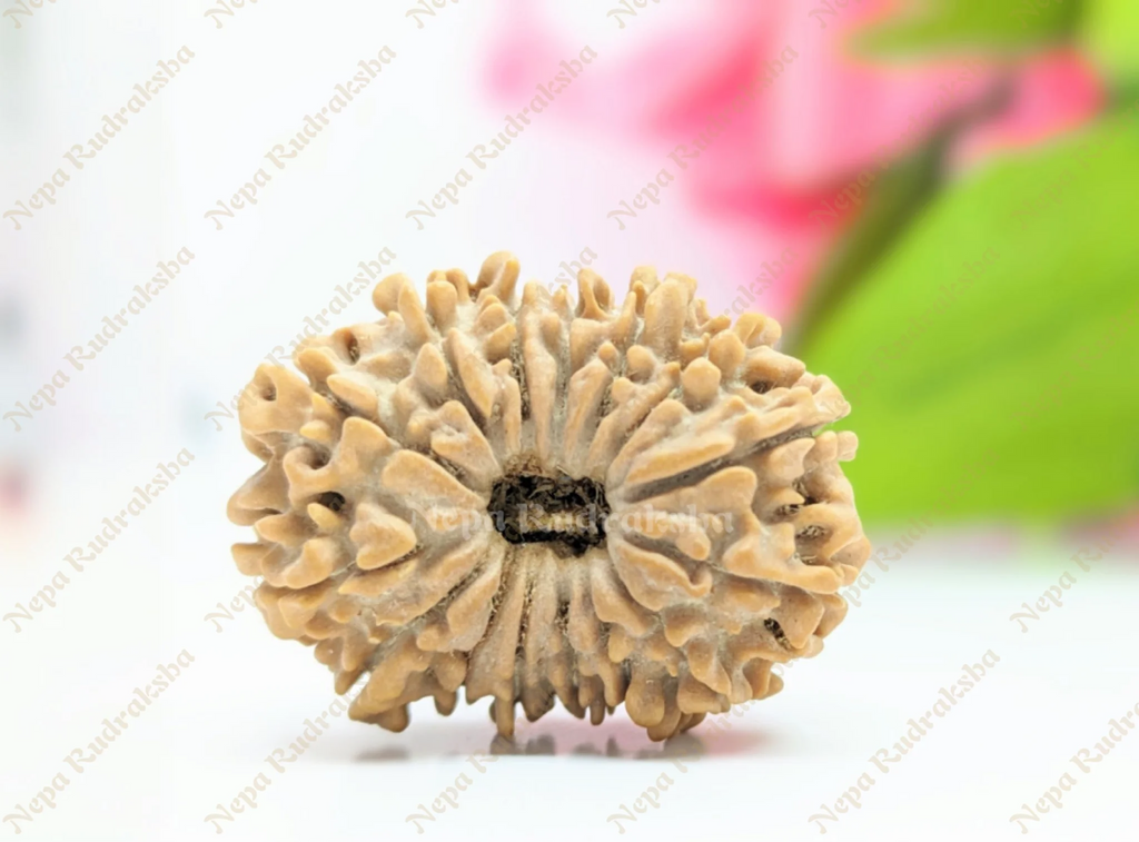 15 Mukhi Collector Rudraksha