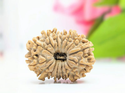 15 Mukhi (Collector)
