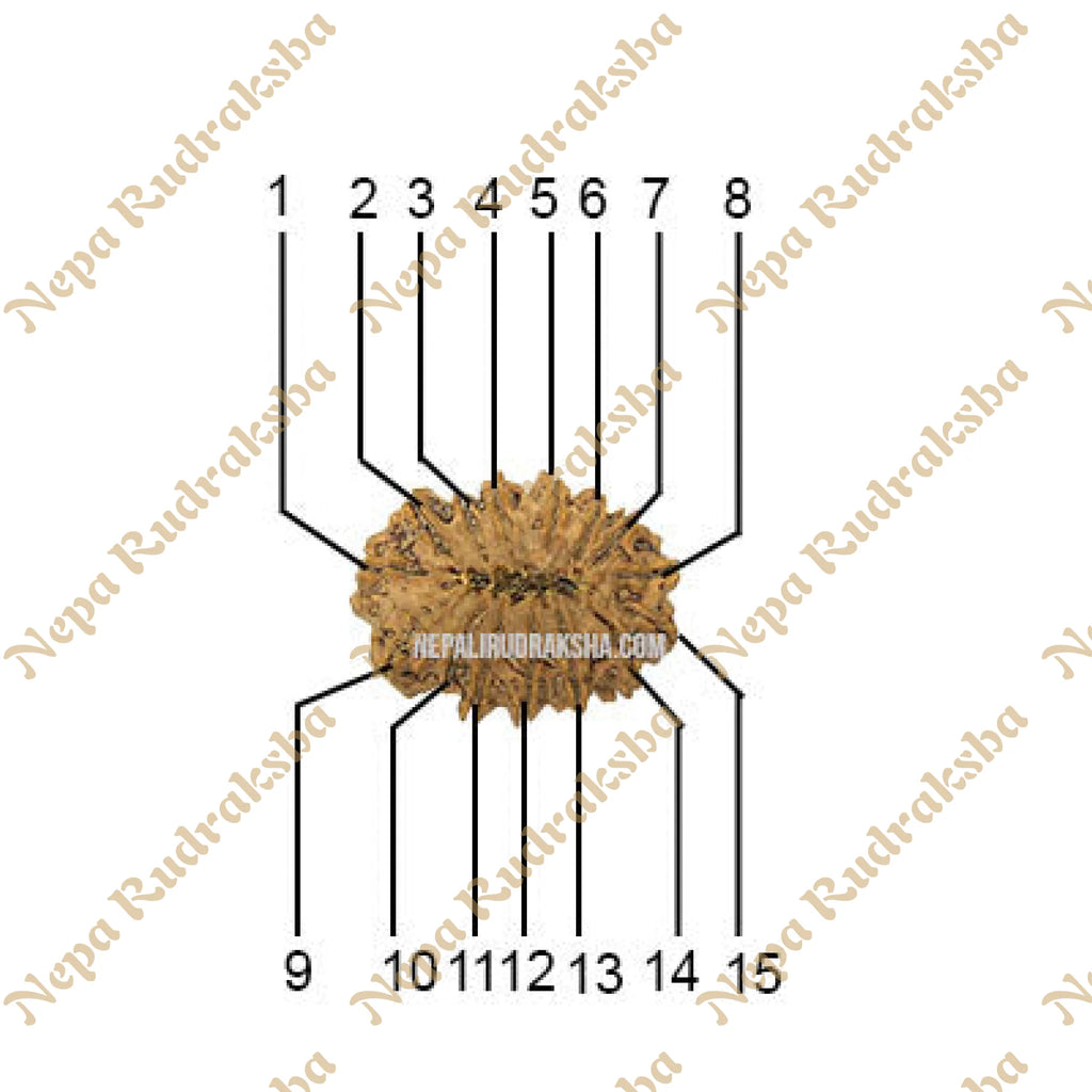 15 Mukhi Collector Rudraksha Face Count