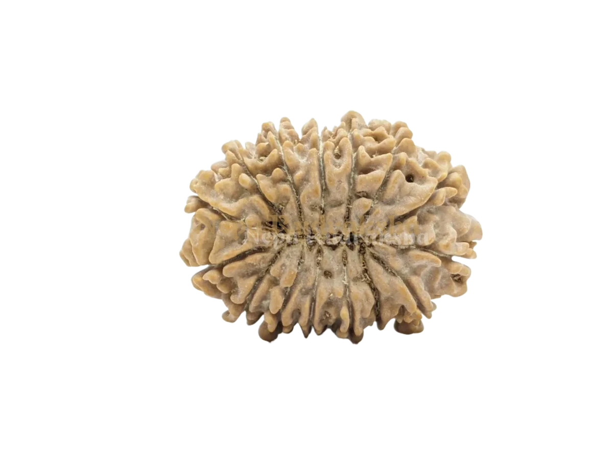 15 Mukhi (Collector)