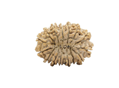 15 Mukhi (Collector)