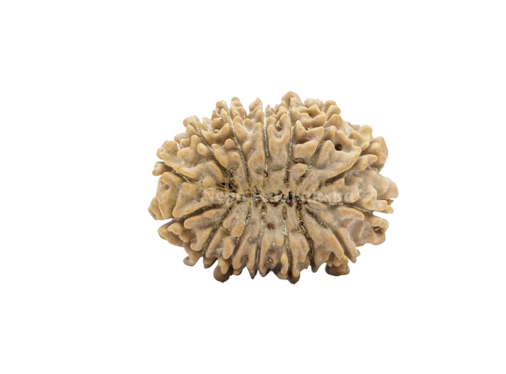 15 Mukhi Collector Rudraksha Back View