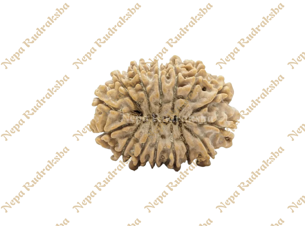 15 Mukhi Collector Rudraksha Back View