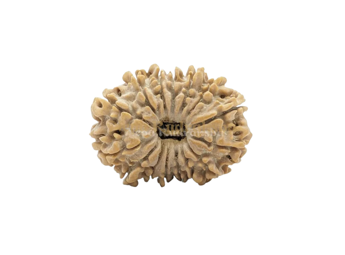 15 Mukhi (Collector)