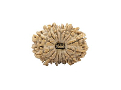 15 Mukhi (Collector)