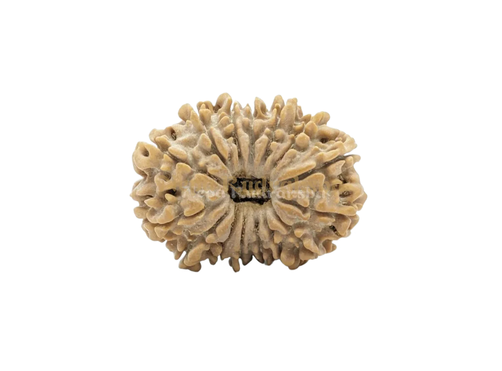 15 Mukhi Collector Rudraksha Front View