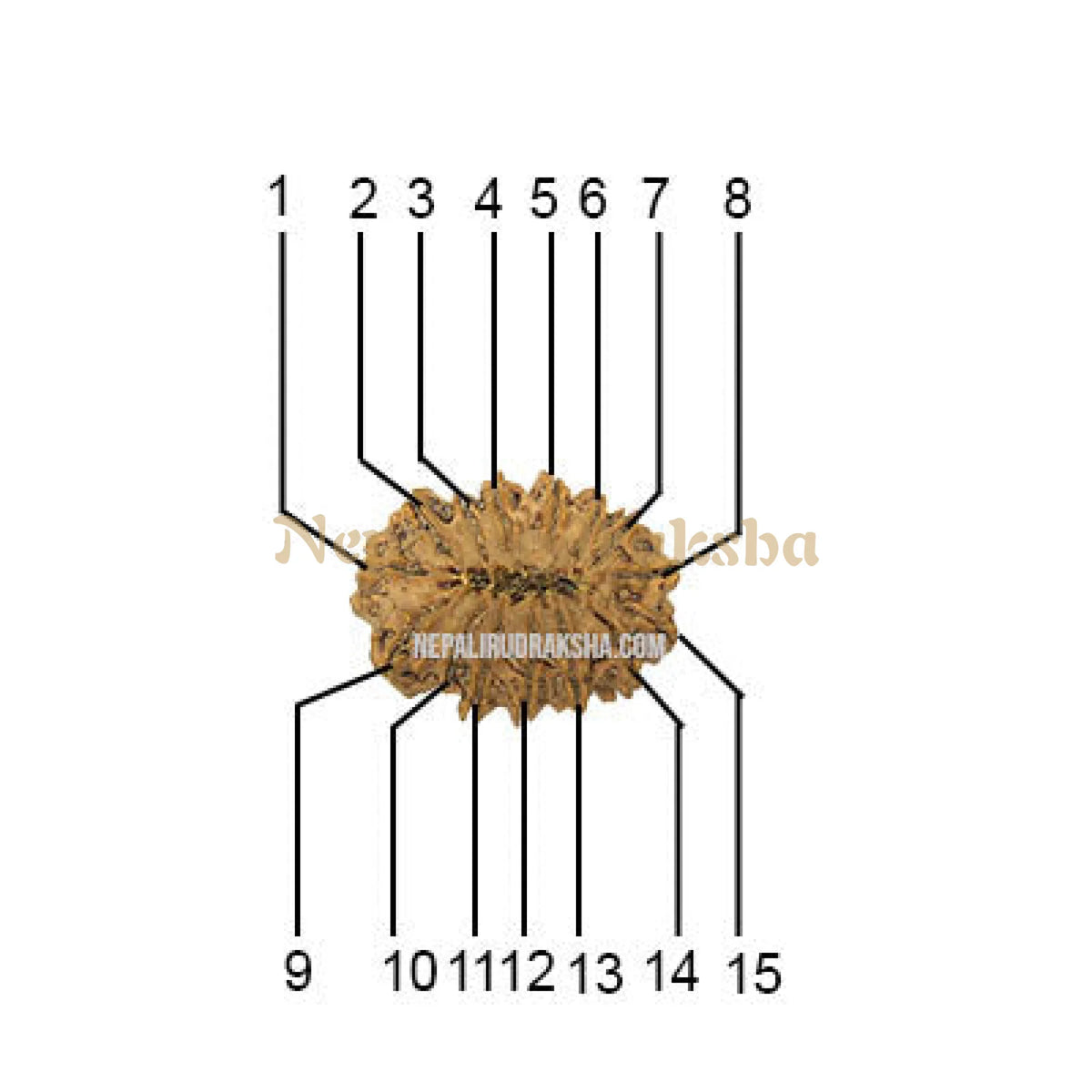 15 Mukhi (Collector)