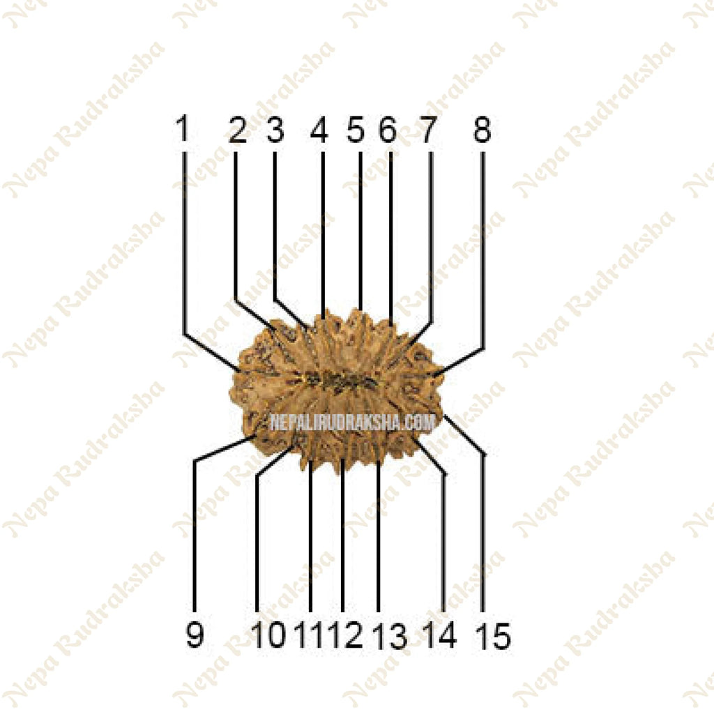 15 Mukhi Collector Rudraksha Face Count