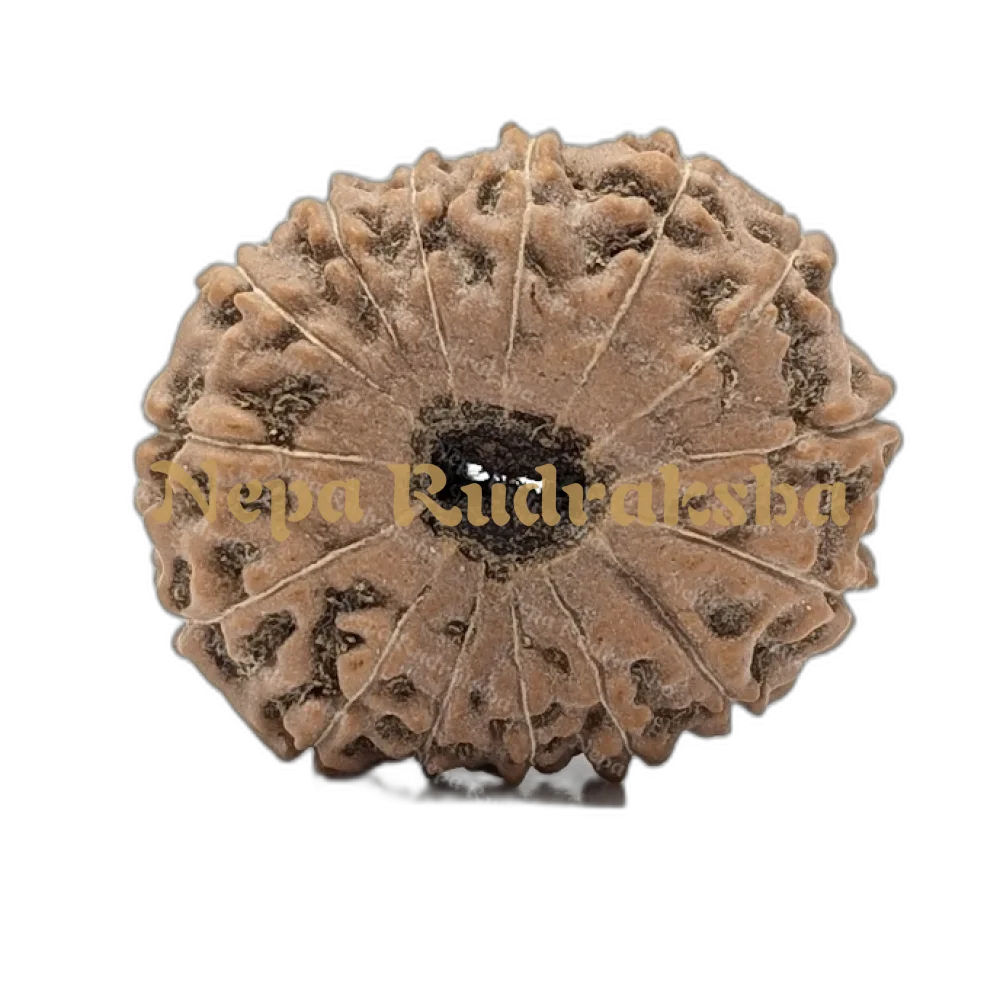 15 Mukhi Indonesian (back)