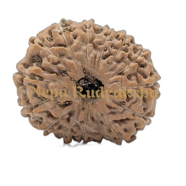 15 Mukhi Indonesian (Super Collector - 10657)