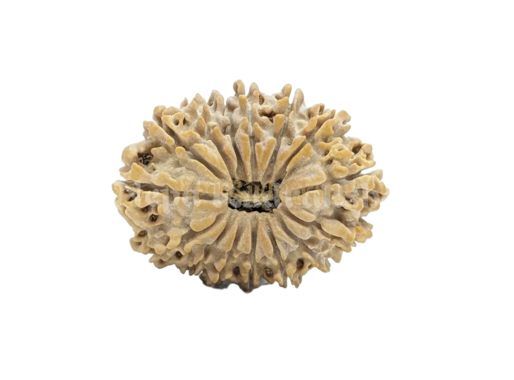 15 Mukhi Medium Rudraksha Front View