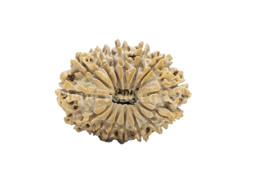 15 Mukhi Medium Rudraksha Front View
