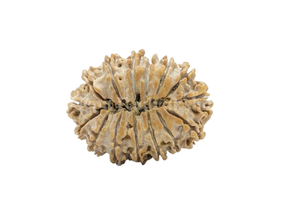 15 Mukhi (Medium) Rudraksha