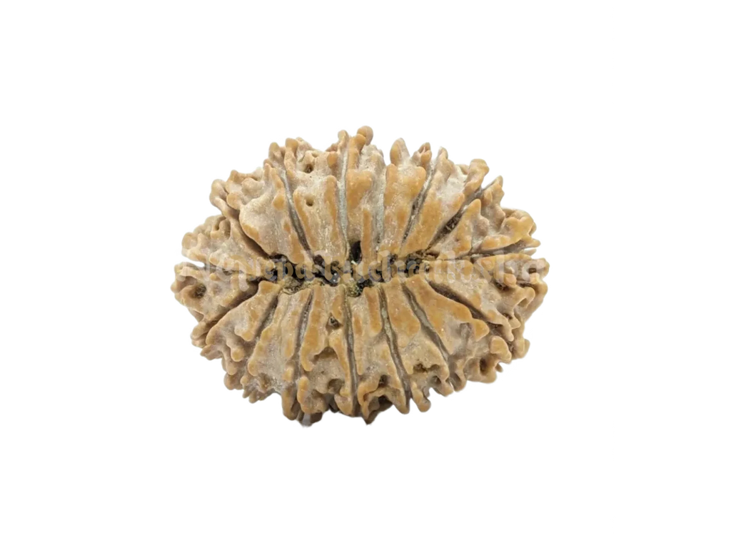 15 Mukhi Medium Rudraksha Back View