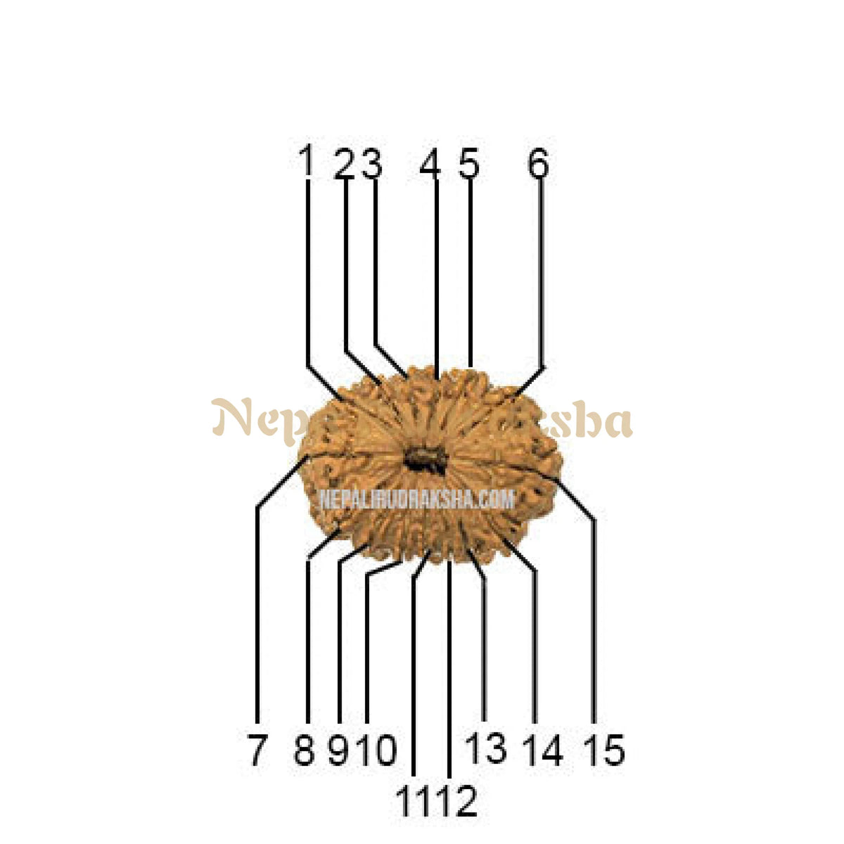 15 Mukhi (Medium) Rudraksha