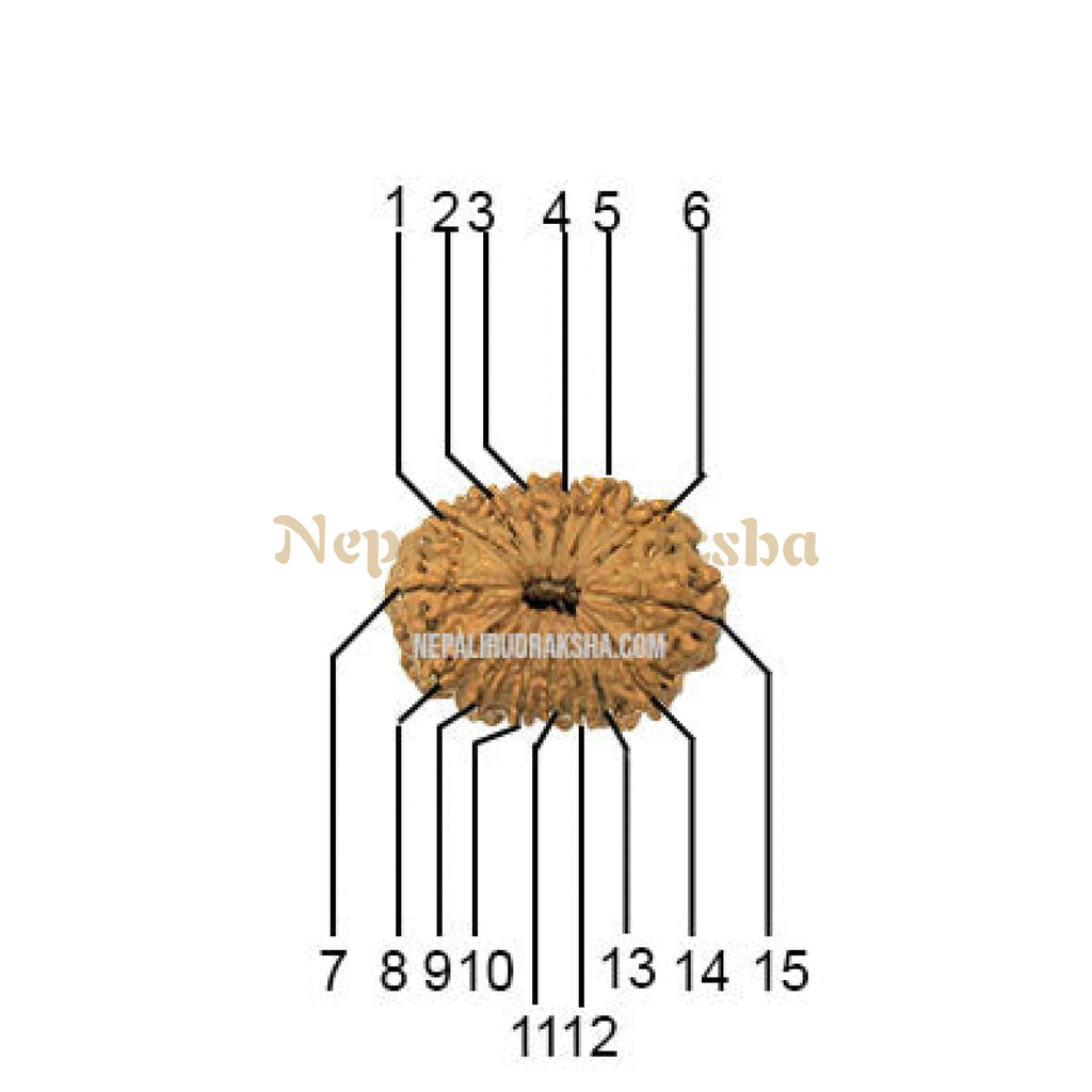 15 Mukhi Medium Rudraksha Face Count