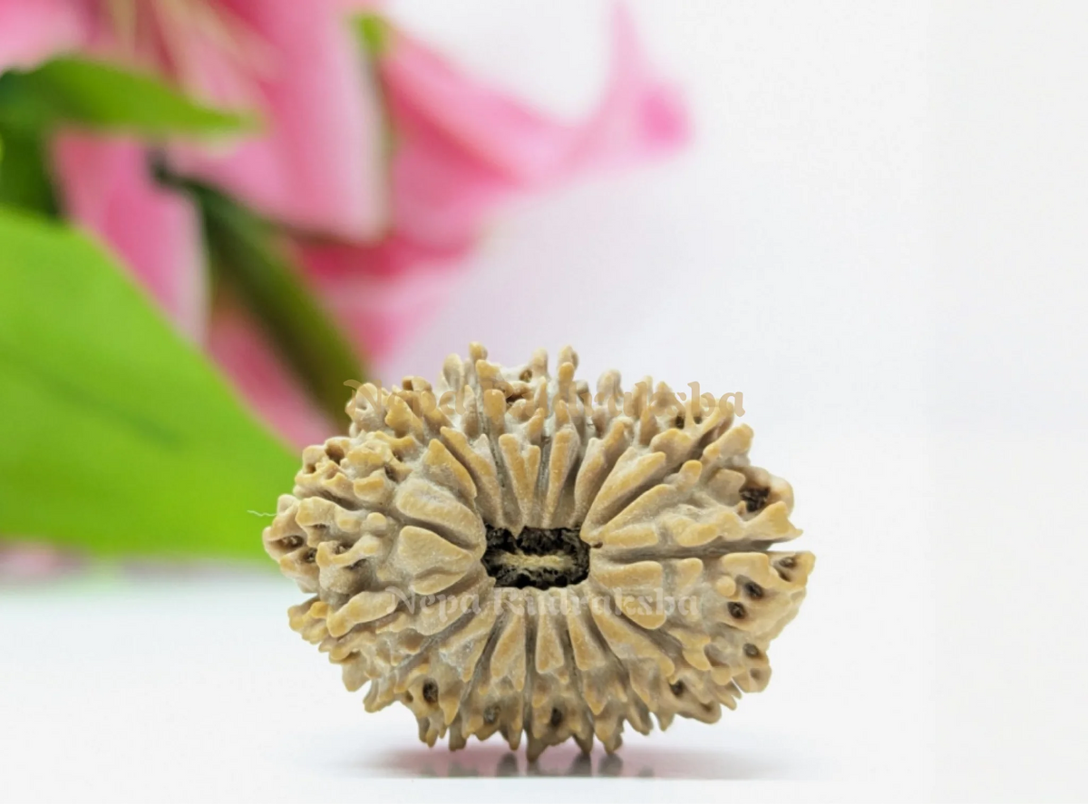 15 Mukhi (Medium) Rudraksha
