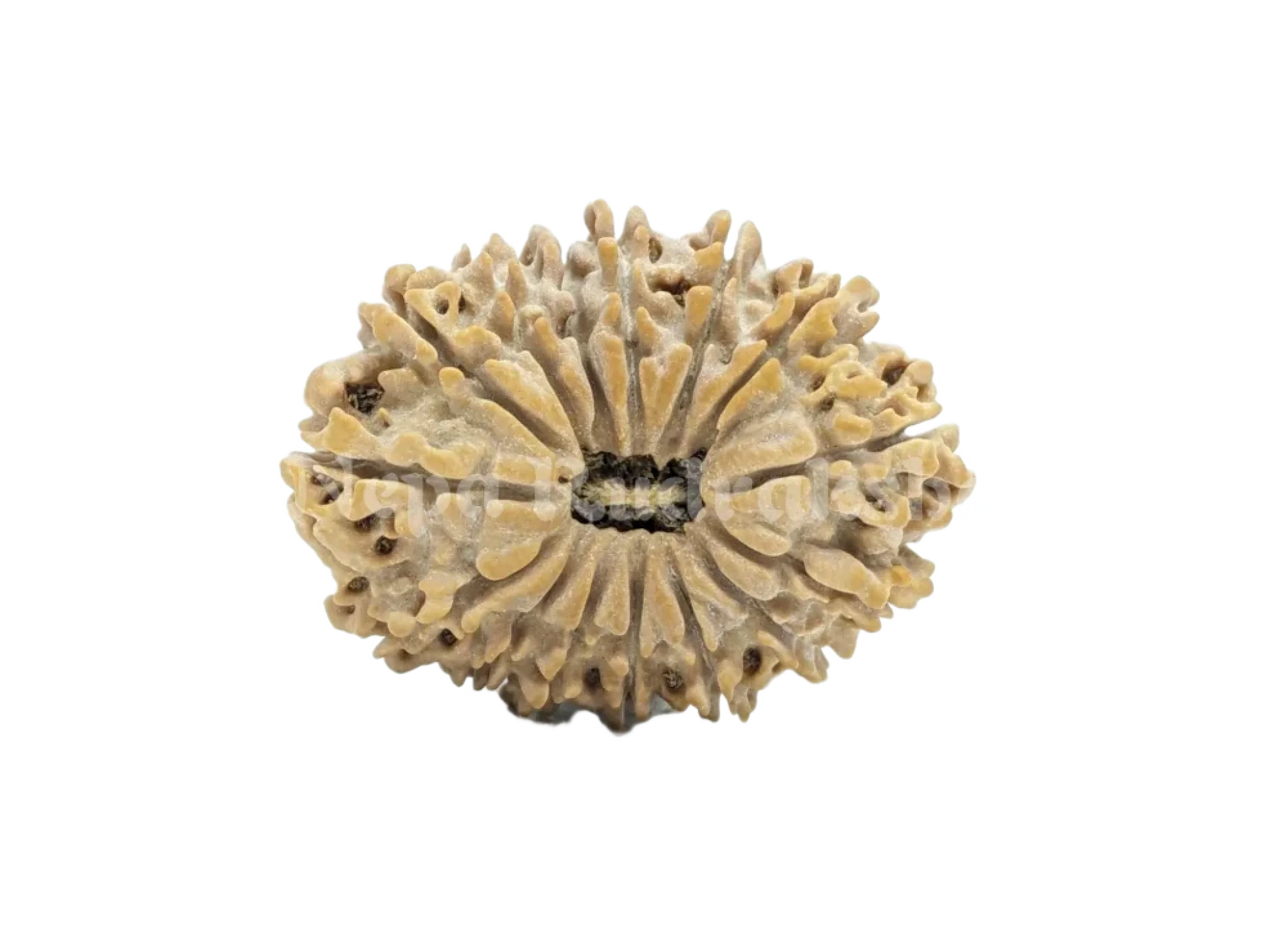 15 Mukhi (Medium) Rudraksha