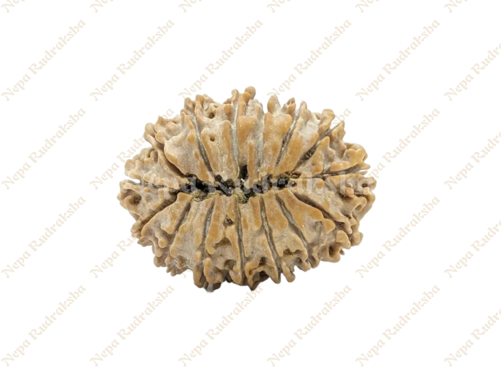 15 Mukhi Medium Rudraksha Back View