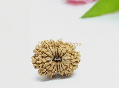 15 Mukhi (Regular)