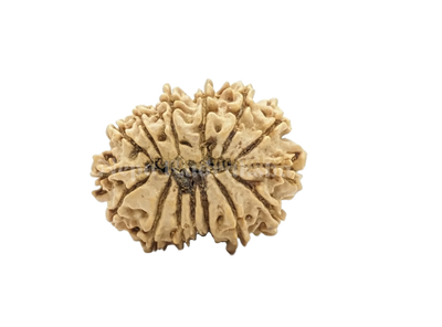 15 Mukhi (Regular)