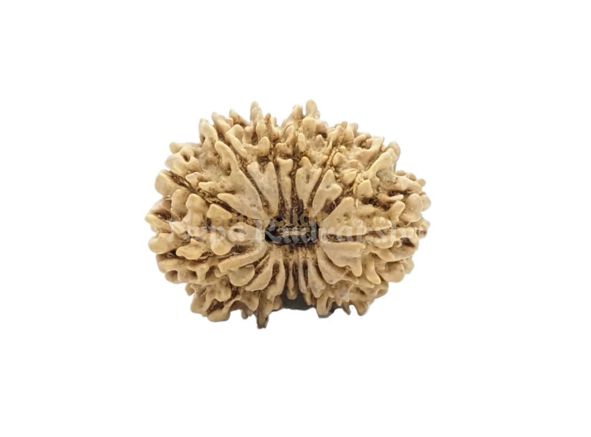 15 Mukhi (Regular)