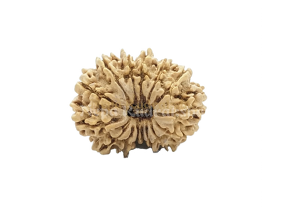 15 Mukhi (Regular)
