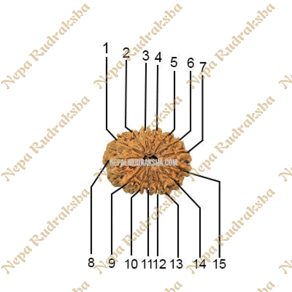 15 Mukhi Rudraksha Face Count