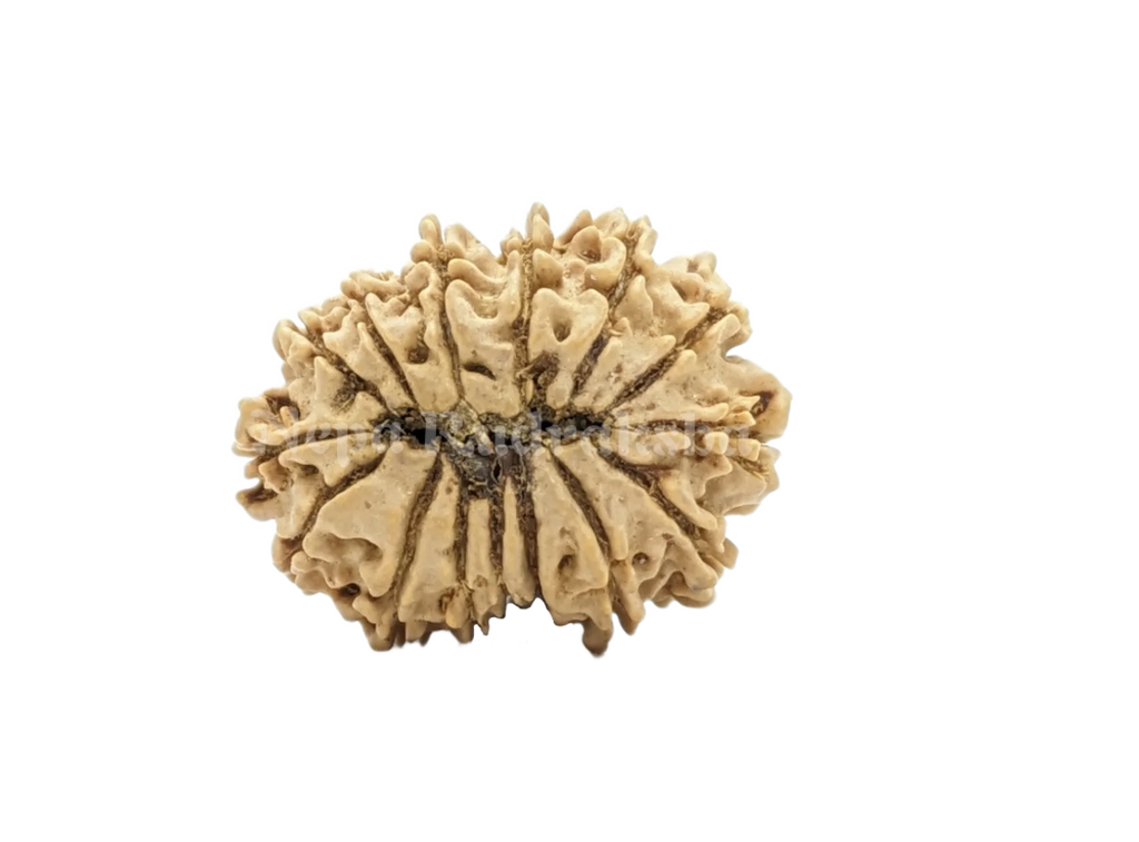 15 Mukhi Rudraksha Back View