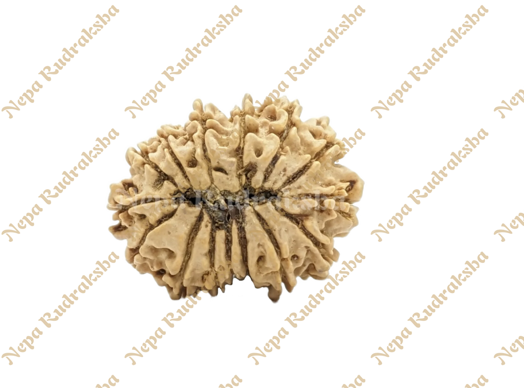 15 Mukhi Rudraksha Back View