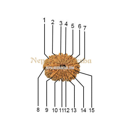 15 Mukhi (Regular)