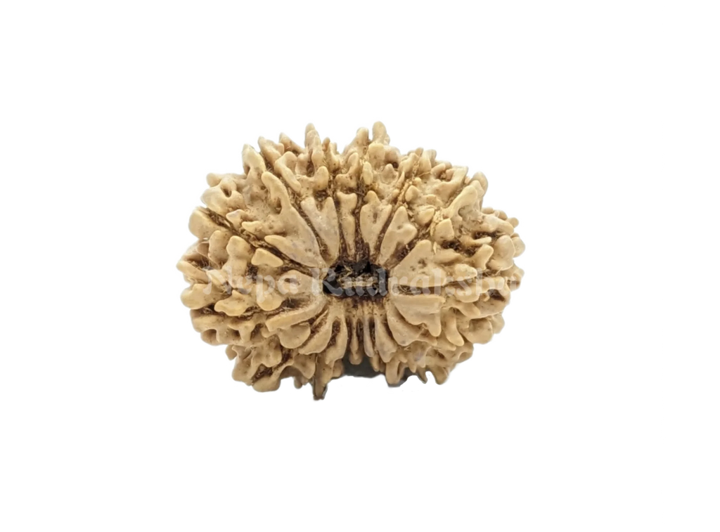 15 Mukhi Rudraksha Front Face