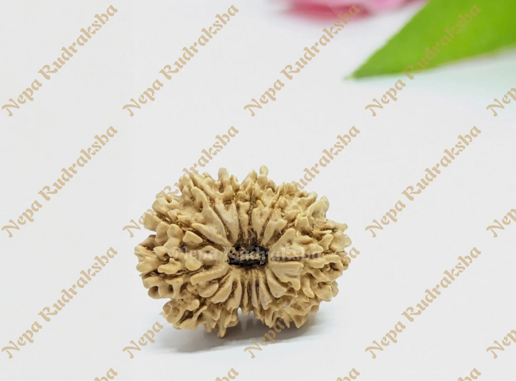 15 Mukhi Rudraksha