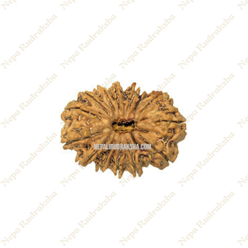 15 Mukhi Rudraksha