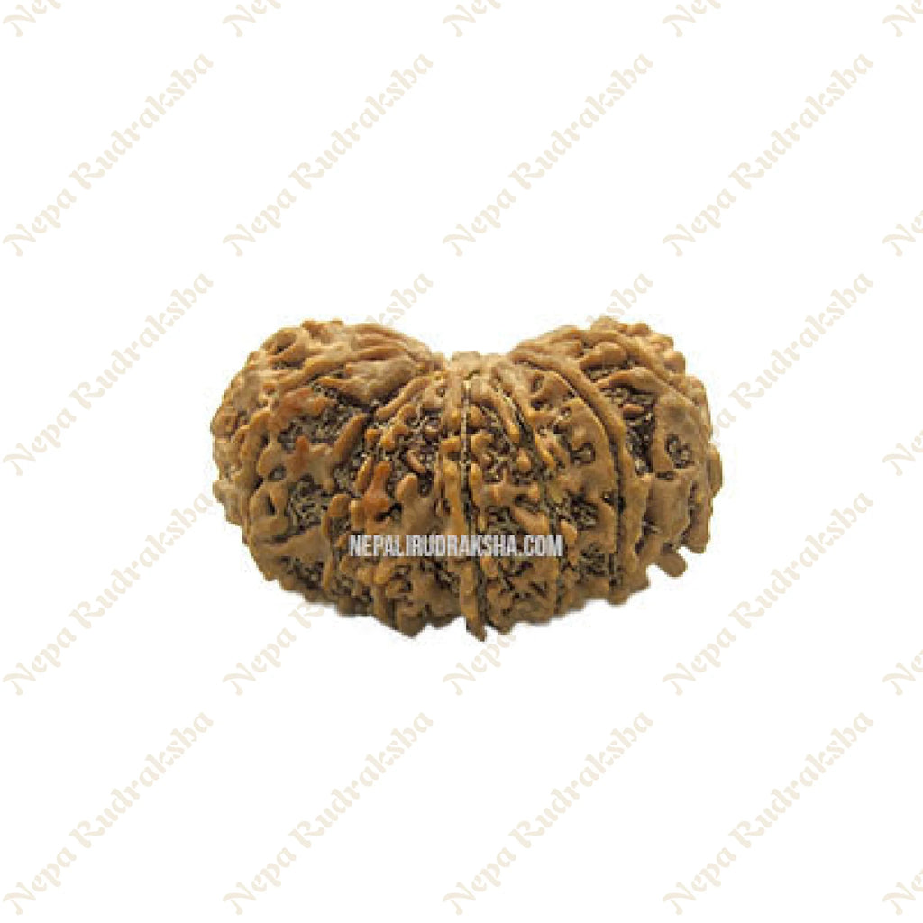 15 Mukhi Rudraksha