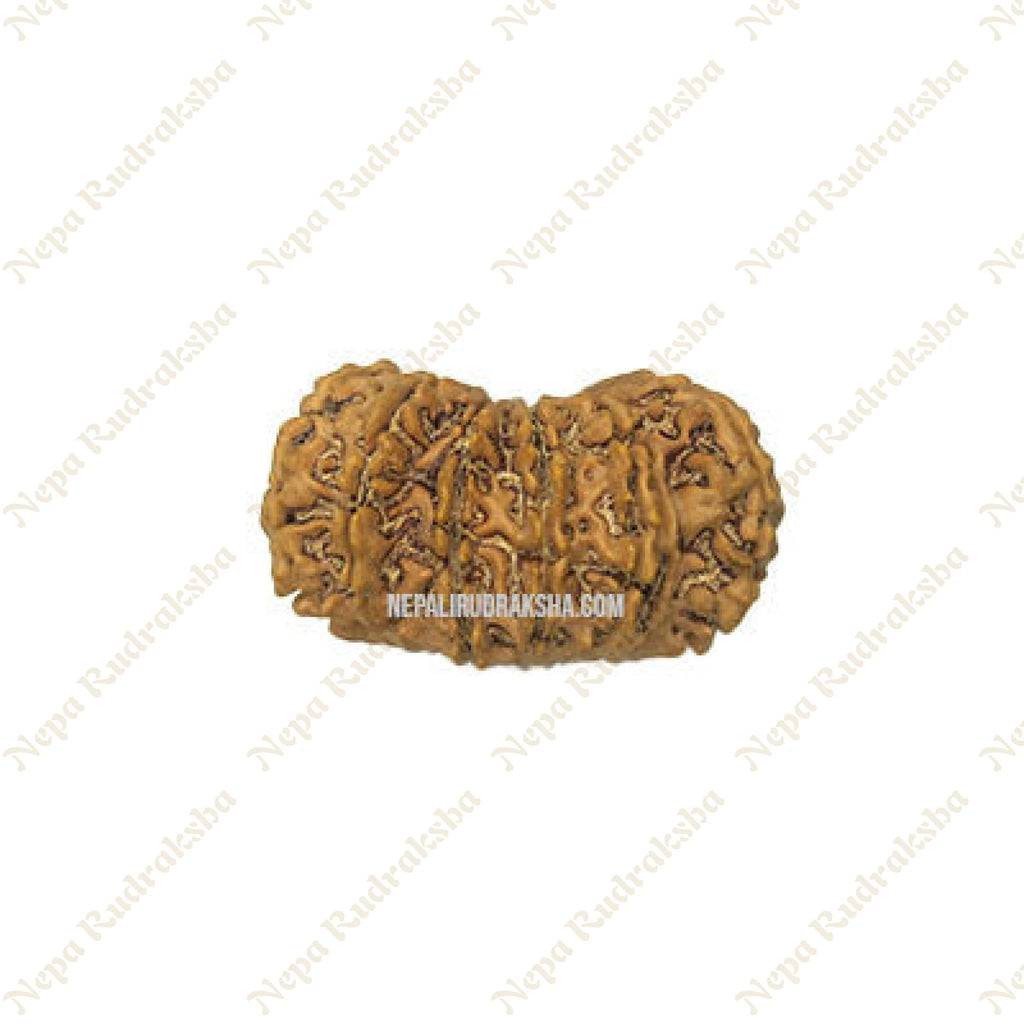 15 Mukhi Rudraksha