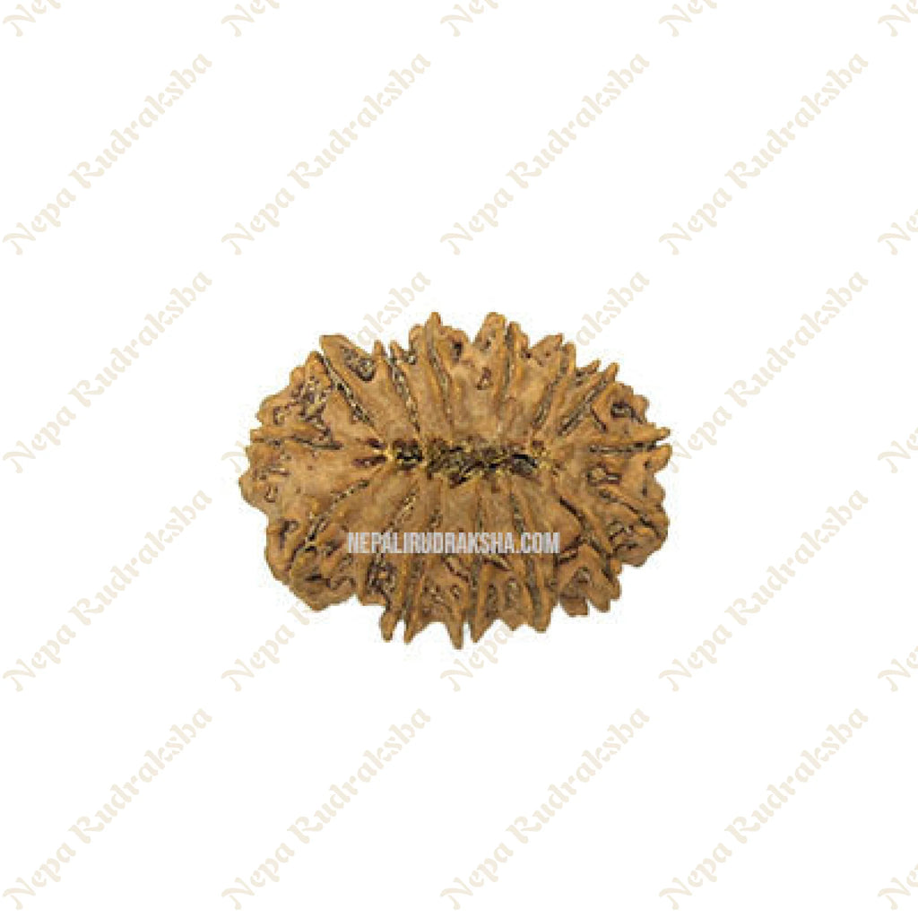 15 Mukhi Rudraksha