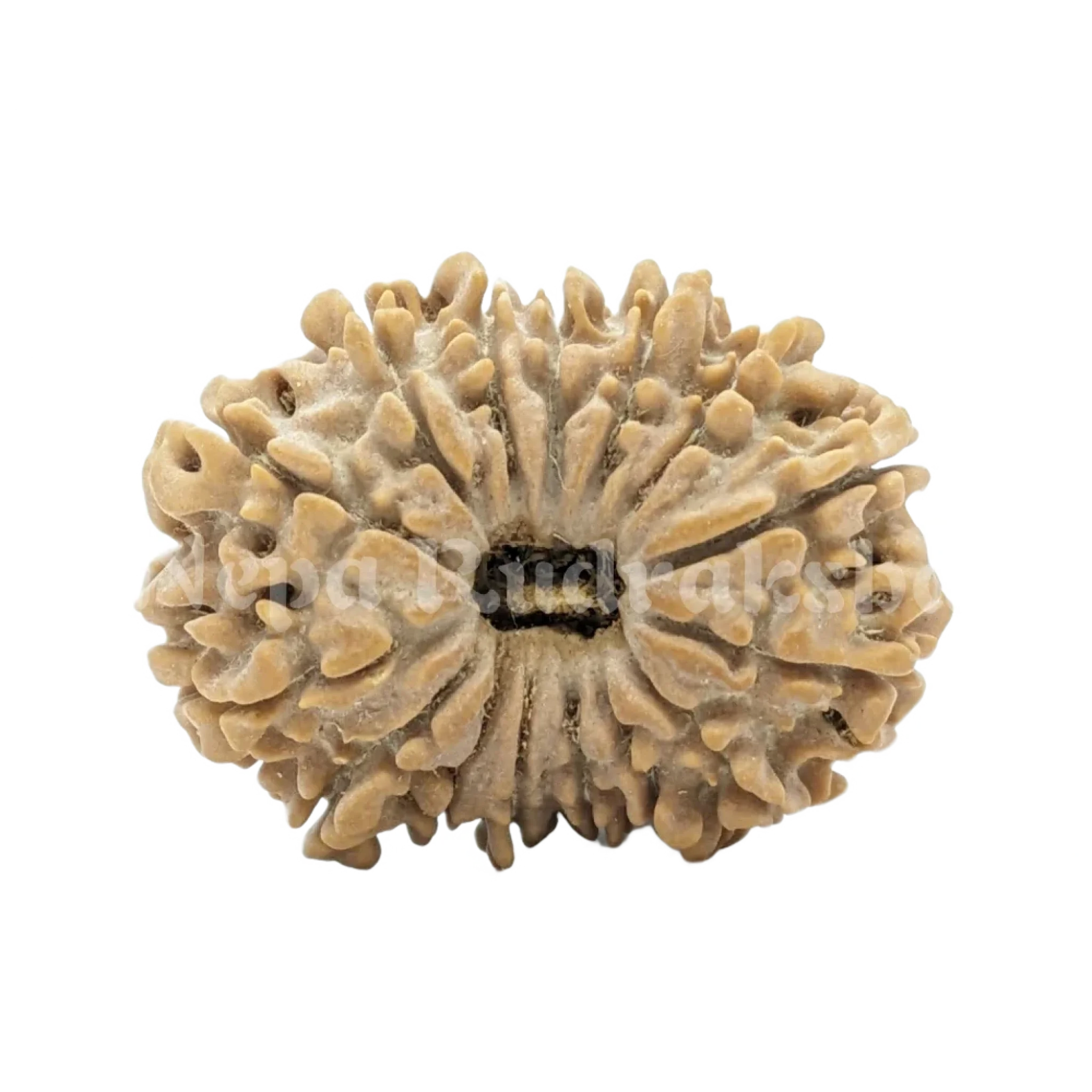 15 Mukhi Rudraksha