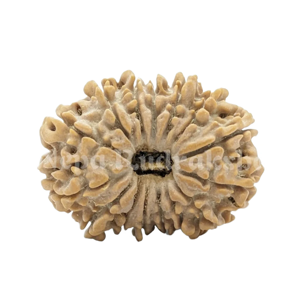 15 Mukhi Rudraksha