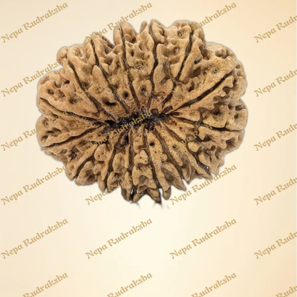 15 Mukhi (Super Collector - 7531)