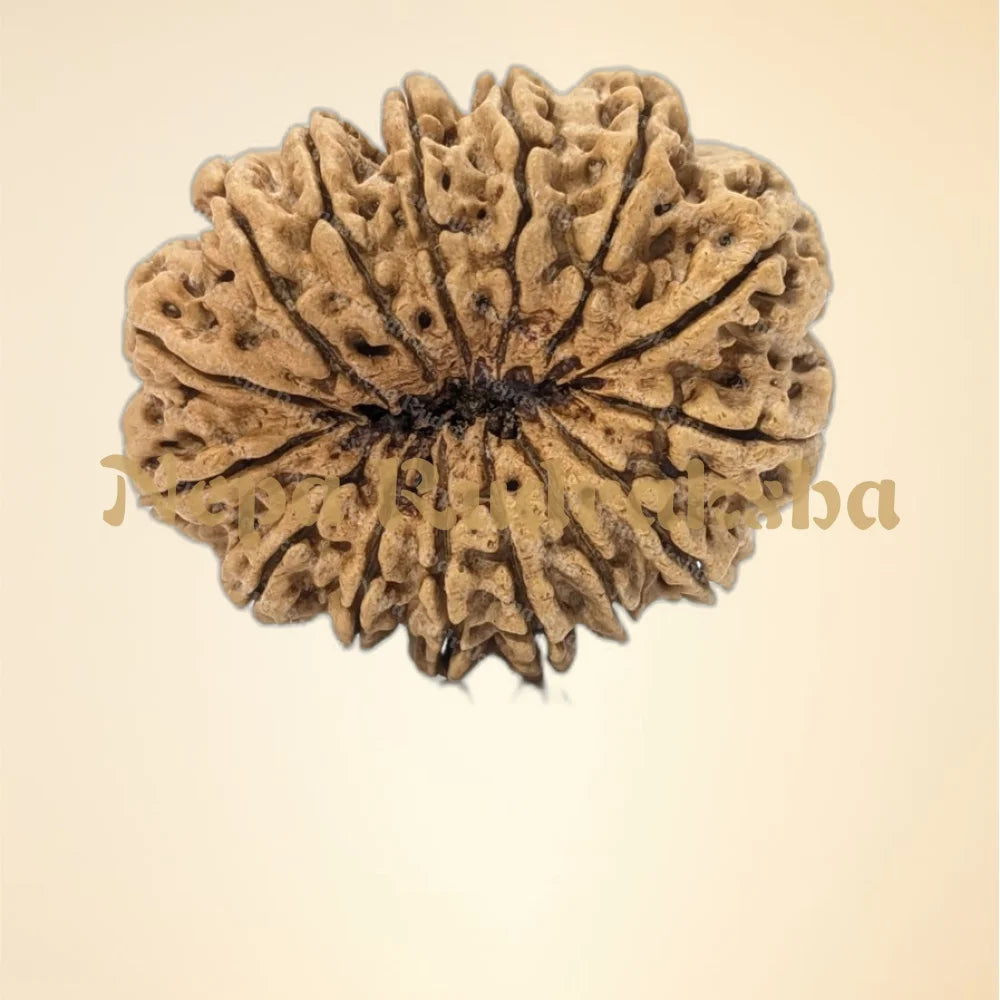 15 Mukhi (Super Collector - 7531)