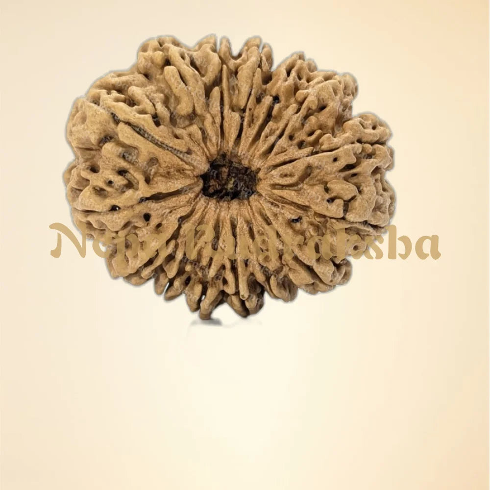 15 Mukhi (Super Collector - 7531)