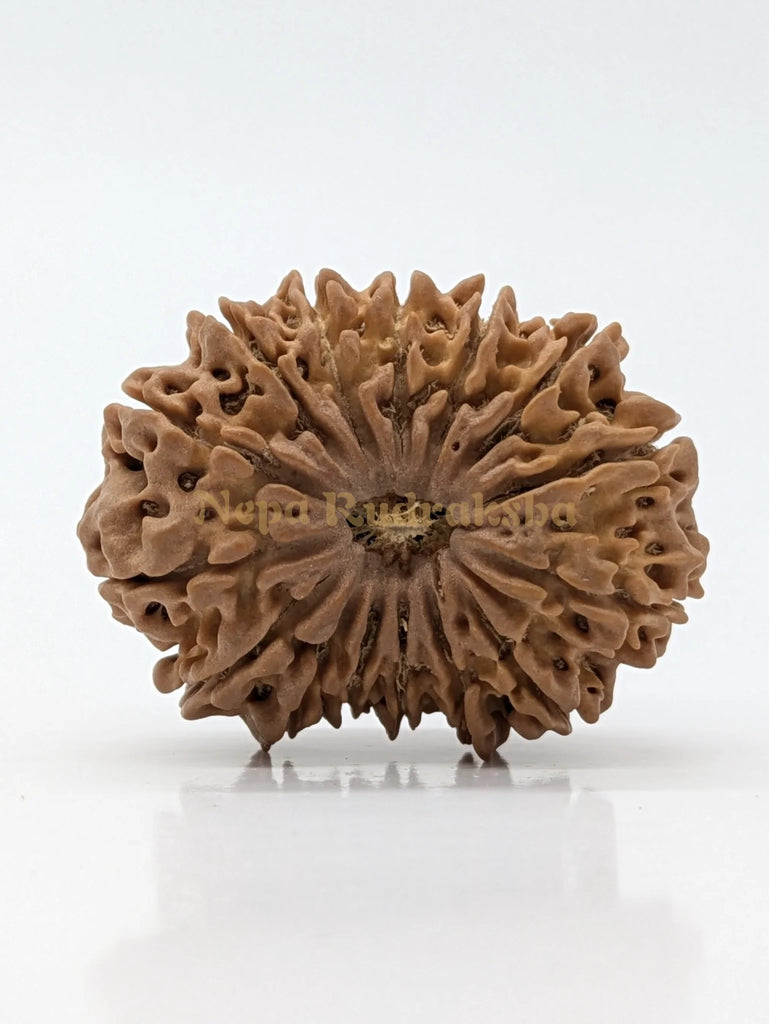 15 Mukhi (Super Collector) Rudraksha