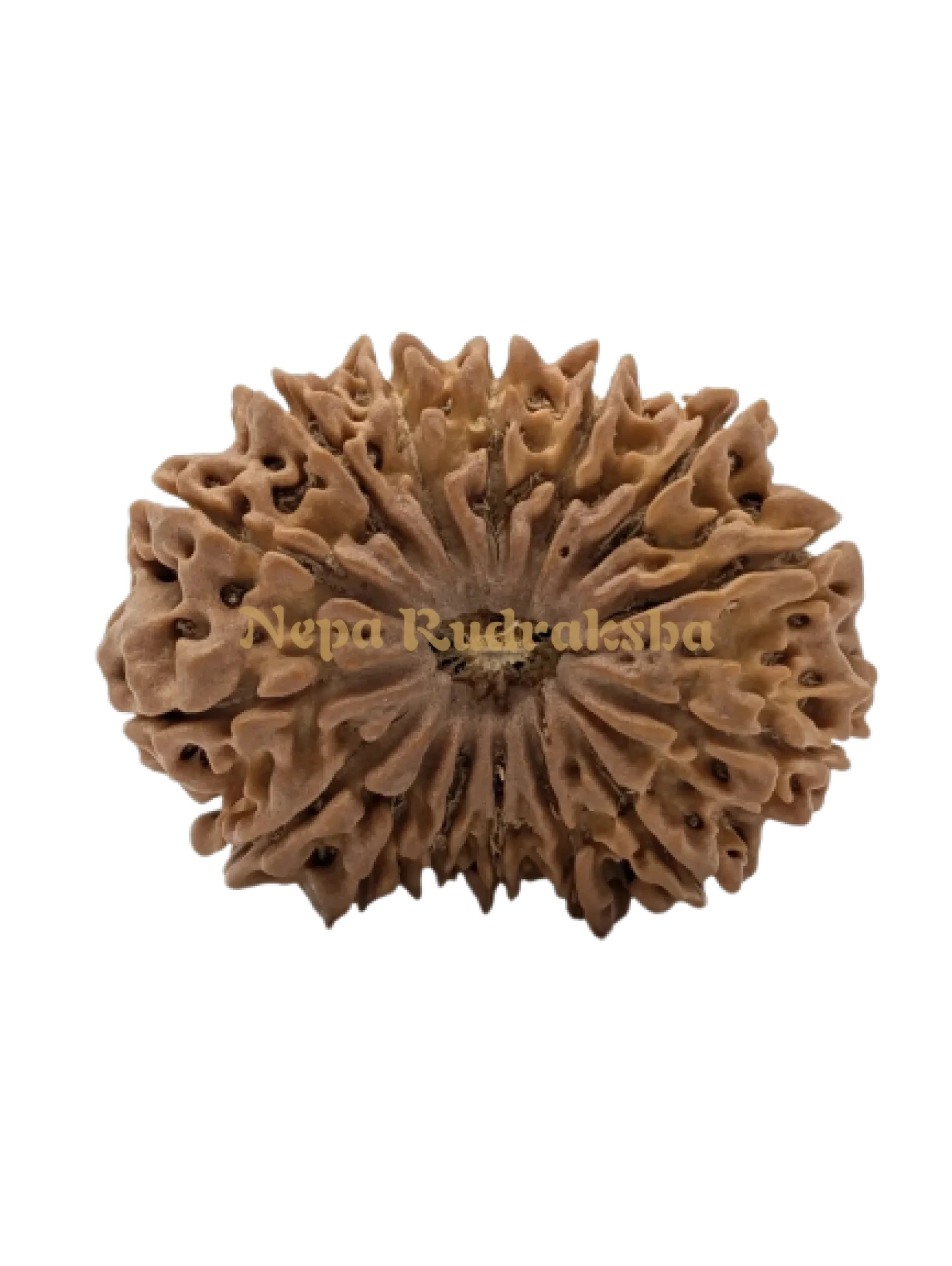 15 Mukhi (Super Collector) Rudraksha